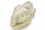 Pristine Fossil Oreodont (Merycoidodon) Skull - South Dakota #269604-3